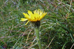 hypochoeris uniflora (1).jpg